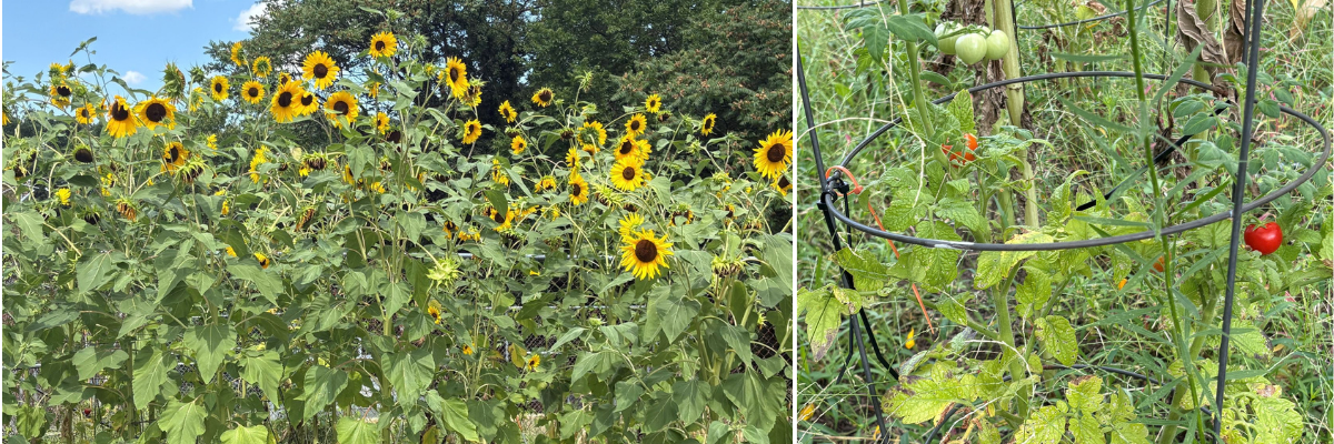 Sunflowers and tomatoes growing outdoors in St. Ann's Center's community garden.
